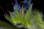 Common viper's bugloss